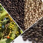 Cách Bảo Quản Tiêu Sau Thu Hoạch Hiệu Quả và Bền Vững