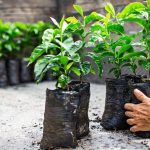 Kỹ thuật trồng và chăm sóc cây cà phê