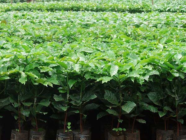 dieu-kien-sinh-truong-cua-cay-ca-phe