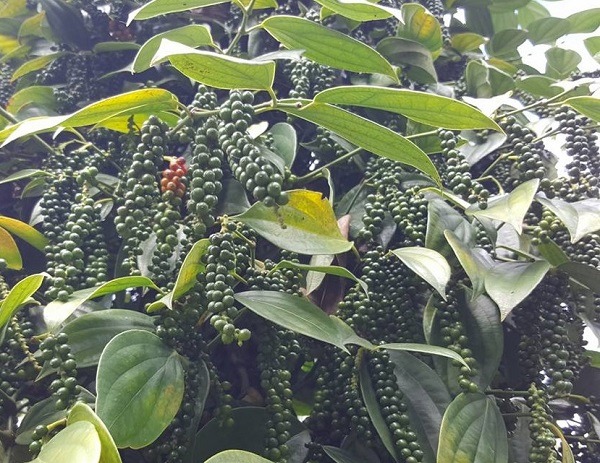 ky-thuat-bao-quan-tieu