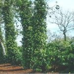 Luân canh cây trồng phòng bệnh cho tiêu