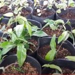 Cách Nhân Giống Hồ Tiêu