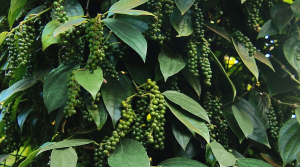 phong-benh-cho-tieu