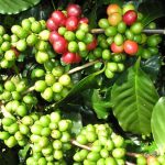 Thu hoạch và chế biến cà phê: Quy trình từ nông trại đến tách cà phê