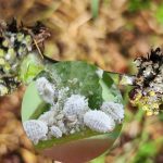 Các bệnh thường gặp ở cây cà phê