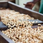 Quy Trình Sản Xuất Hạt Điều: Từ Trang Trại Đến Thành Phẩm