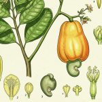 Đặc điểm sinh học của cây điều