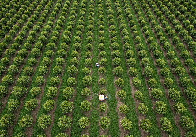 diet-co-trong-vuon-dieu-2