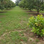 Quản lý cỏ dại trong vườn điều hiệu quả