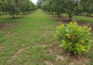 diet-co-trong-vuon-dieu-3