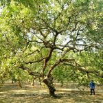 Kỹ thuật trồng điều