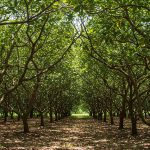 Mật Độ Trồng Điều: Hướng Dẫn Tối Ưu Năng Suất và Chất Lượng