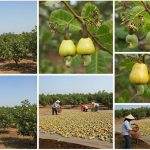 Quy trình trồng điều