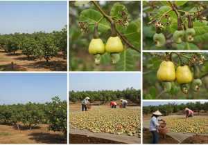 quy-trinh-trong-dieu