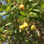 Bí Quyết Tăng Năng Suất Điều