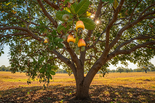 tang-nang-suat-cho-dieu-2