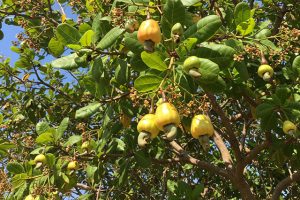 tang-nang-suat-cho-dieu