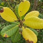 Cách nhận biết cây điều thiếu dinh dưỡng