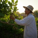 Tỉa Cành, Tạo Tán Cho Cây Điều