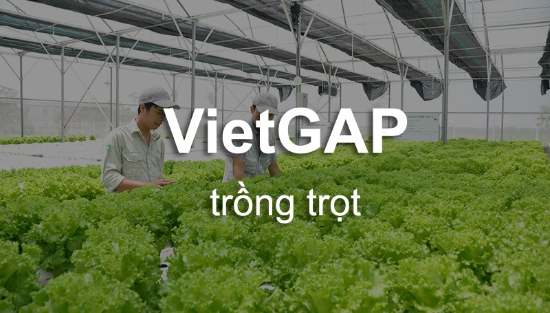 tieu-chuan-vietgap-trong-trong-dieu