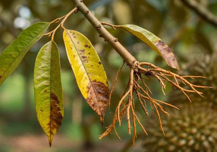 benh-vang-la-thoi-re-sau-rieng-1