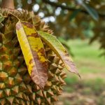 Bệnh Vàng Lá Thối Rễ Sầu Riêng