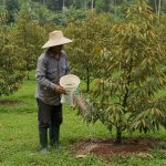 Bón phân cho cây sầu riêng (giai đoạn, loại phân, liều lượng)