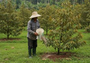 bon-phan-cho-cay-sau-rieng-2