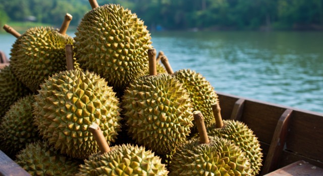 Cách phân biệt sầu riêng chín cây ngon