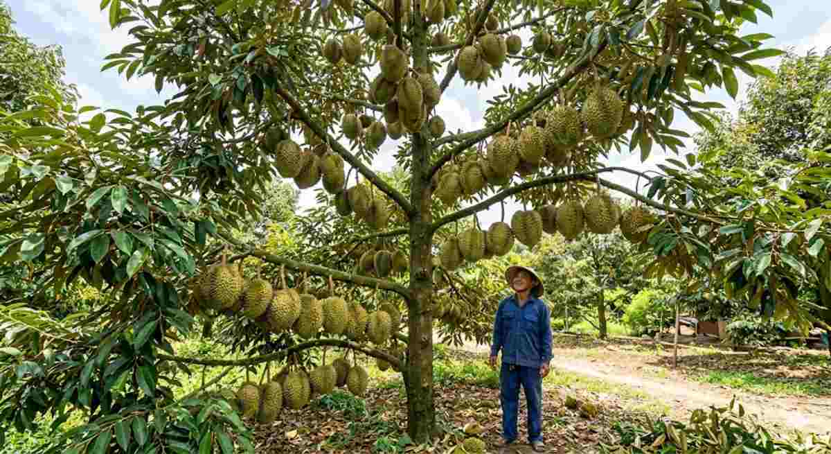 Cây sầu riêng sinh trưởng