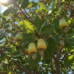 Chuẩn bị đất trồng điều