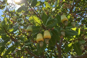 chuan-bi-dat-trong-dieu