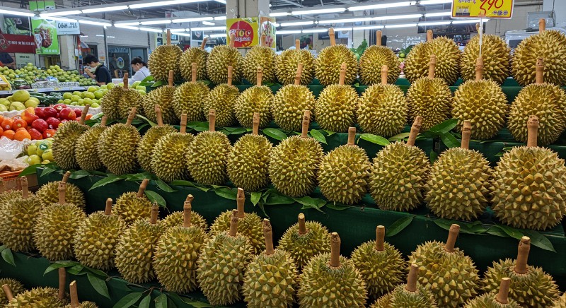 Đặc điểm sầu riêng Ri 6