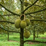 Đặc điểm sinh trưởng và phát triển của cây sầu riêng