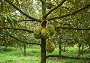 dac-diem-sinh-truong-va-phat-trien-cua-cay-sau-rieng-2