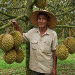 Điều kiện tự nhiên để trồng sầu riêng