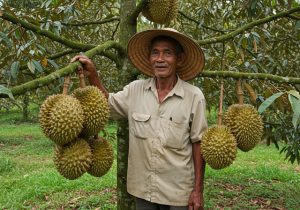 dieu-kien-tu-nhien-de-trong-sau-rieng-2