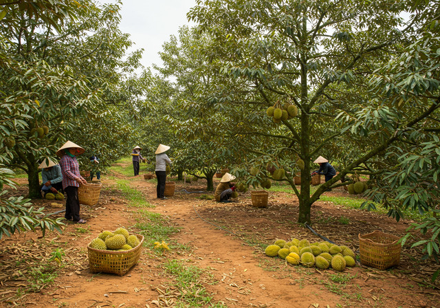 nang-suat-va-hieu-qua-kinh-te-cua-sau-rieng-2