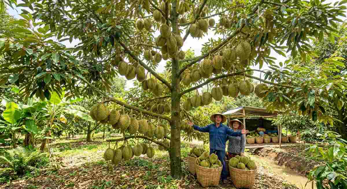 Sinh trưởng sầu riêng