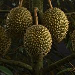 Trồng Sầu Riêng Bao Lâu Có Trái