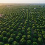 Các vùng trồng điều lớn ở Việt Nam