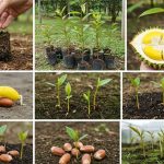 Cách ươm cây sầu riêng con