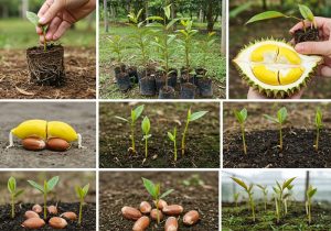 cach-uom-cay-sau-rieng-con-1