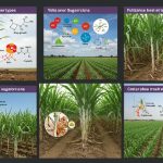 Các loại phân bón cho mía