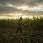 Quy trình trồng mía đạt năng suất cao