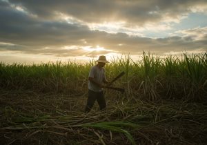 quy-trinh-trong-mia-dat-nang-suat-cao-2