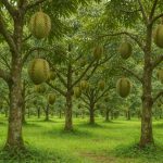Chi Phí Trồng Sầu Riêng: Hướng Dẫn Từ A đến Z Cho Người Mới Bắt Đầu