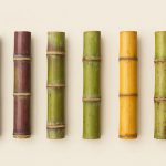 Các giống mía phổ biến tại Việt Nam