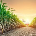 Ảnh hưởng của biến đổi khí hậu đến ngành mía đường
