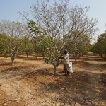 Nguyên nhân điều bị khô bông